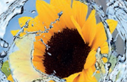 Sunflower PI Herbasome
